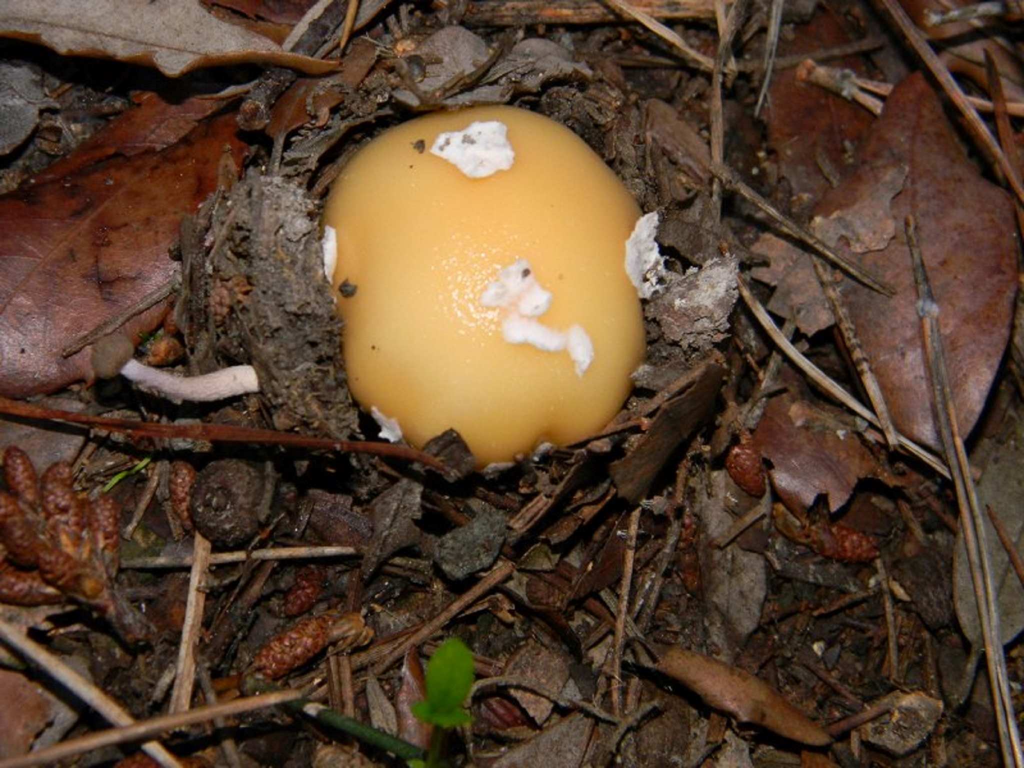 1816 Novembre vecchio ritrovamento